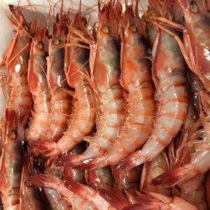 GAMBAS ROJAS ISLA CRISTINA